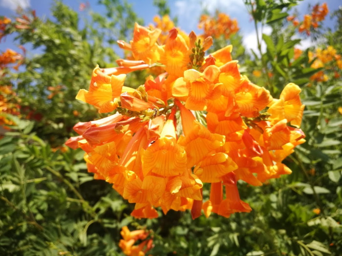 پرورش گل تکوما